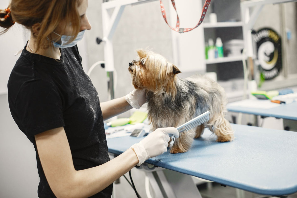 A veterinarian groomer brushing a Yorkshire Terrier on a grooming table indoors.